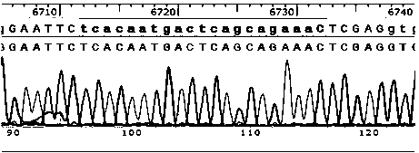 Recombinant plasmid for screening nrf2 activator and its construction method and use