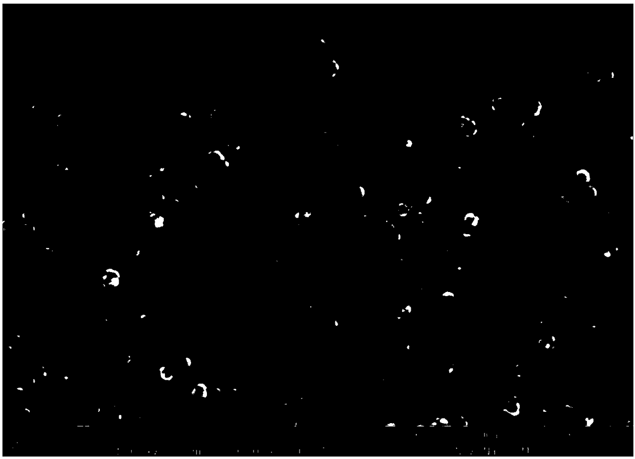 High chroma and high brightness pearlescent pigment and preparation method thereof