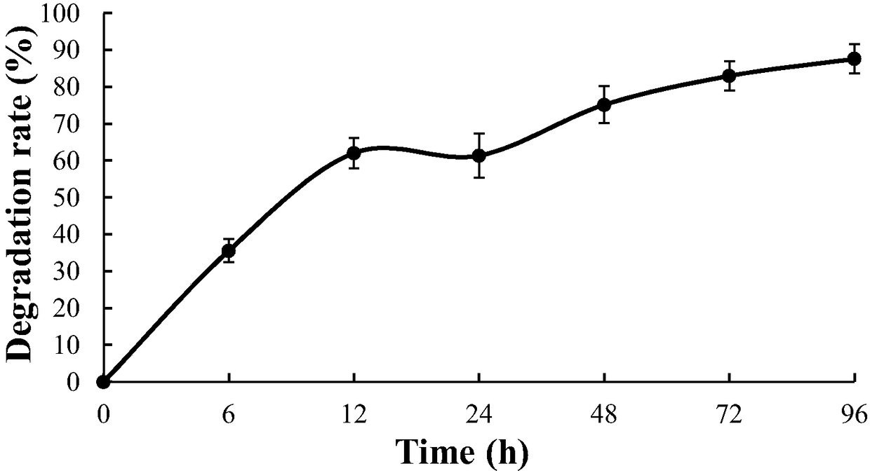 Bacillus strain for degrading aflatoxin B1 and screening and application thereof