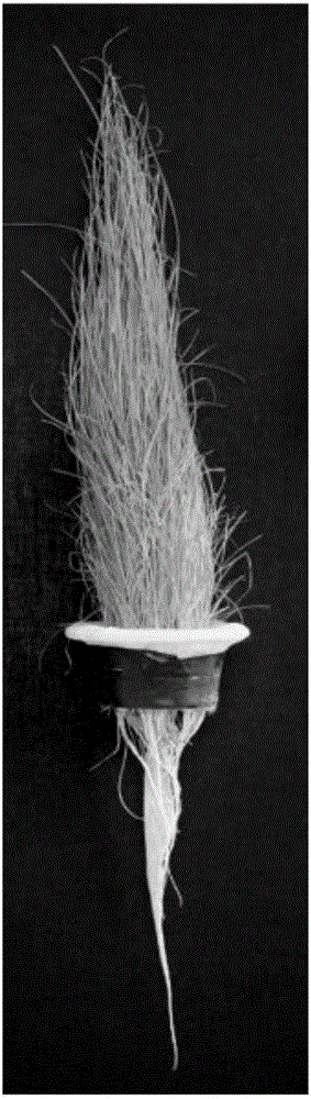 Puccinellia tenuiflora direct seeding water planting method