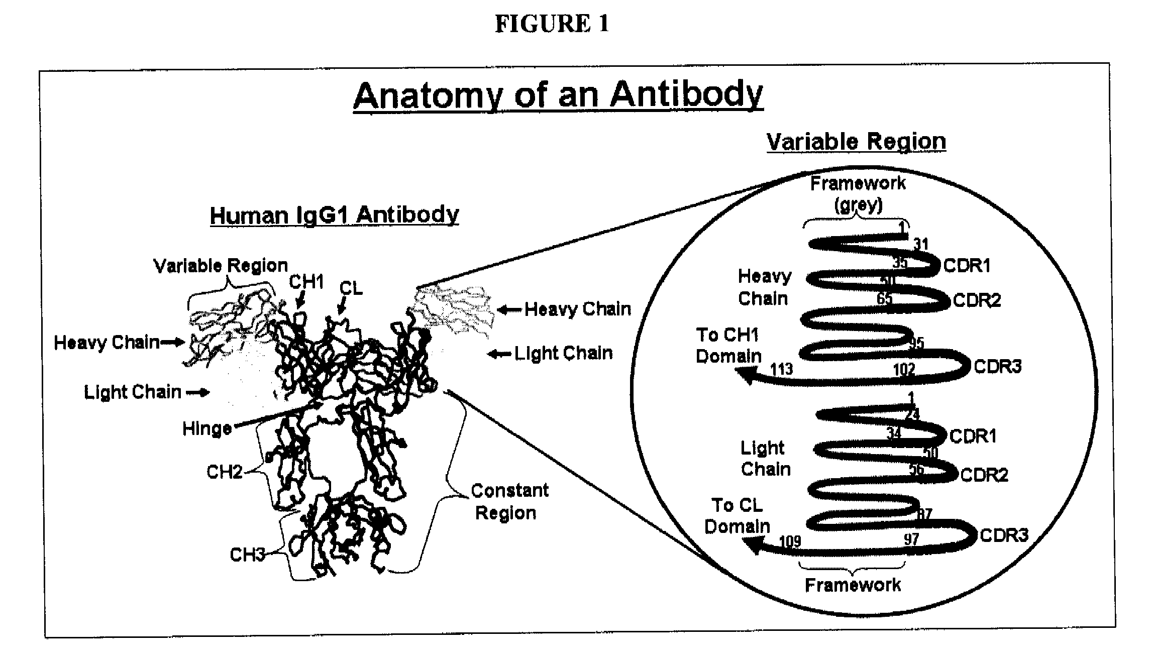 Methods for improving antibody production
