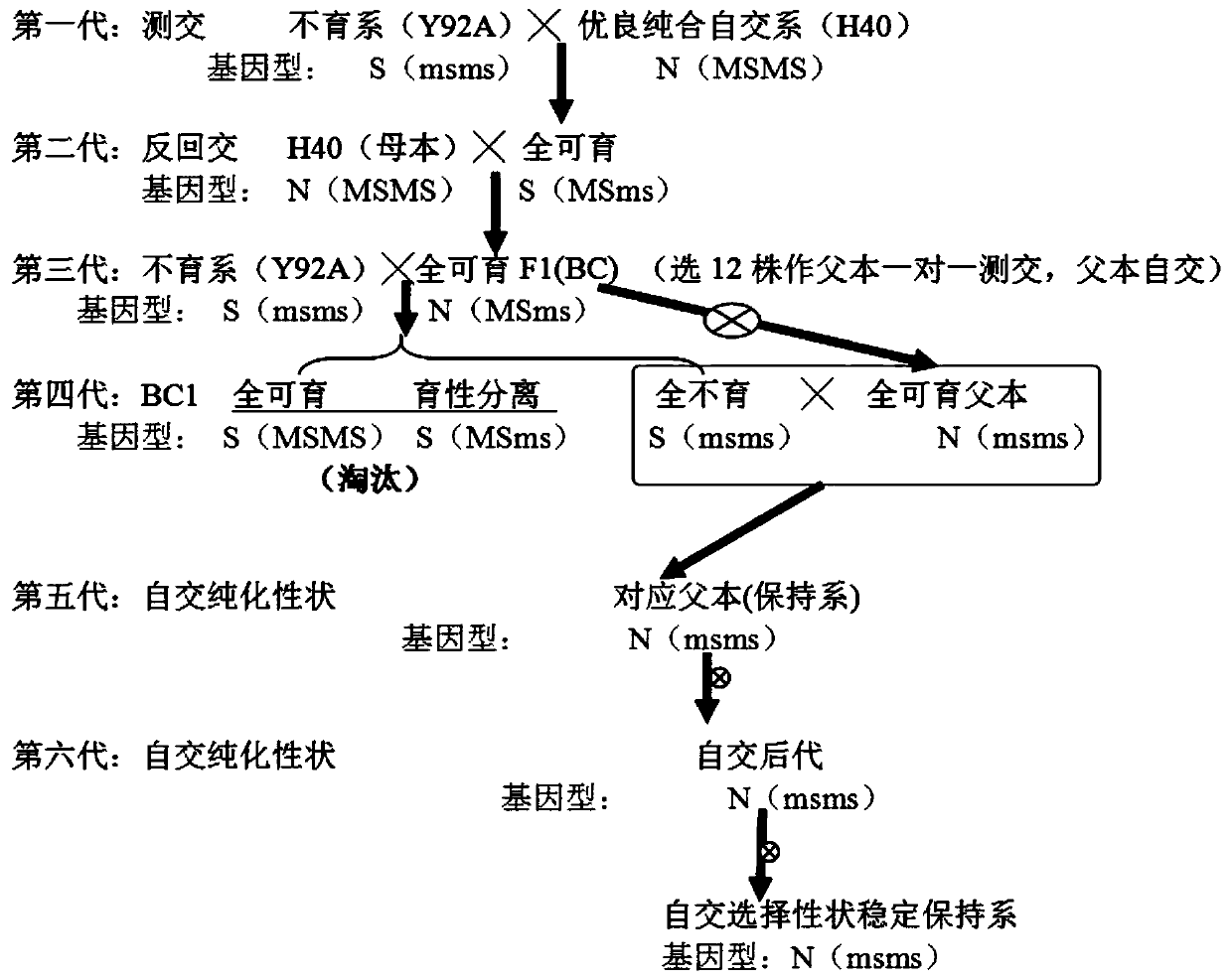 Method for quickly creating nucleocytoplasmic interaction sterile line