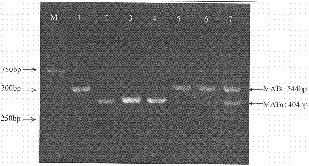 Rapid identification method of Saccharomyces cerevisiae haploid