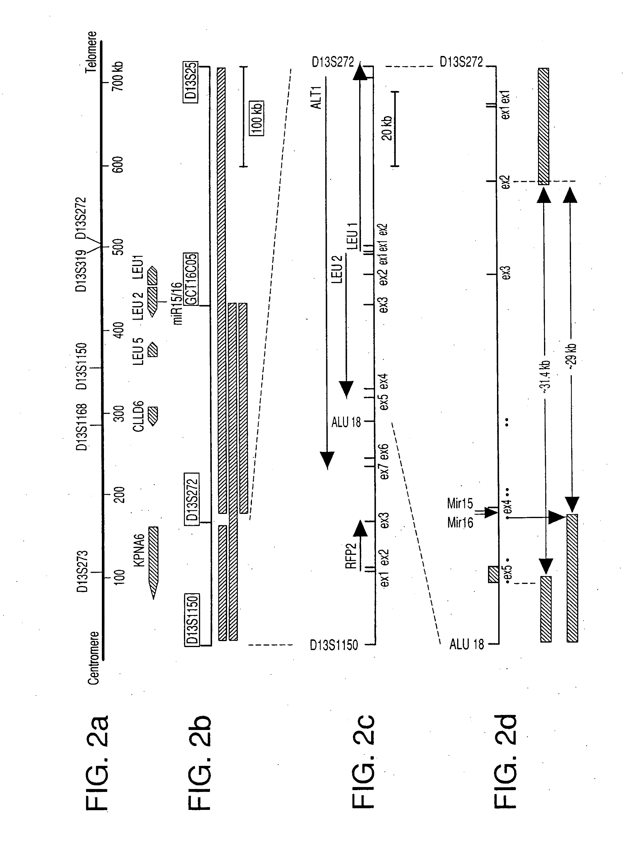 Compositions and methods for cancer diagnosis and therapy
