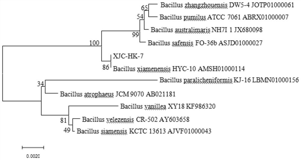 A kind of bacillus xiamen and application thereof