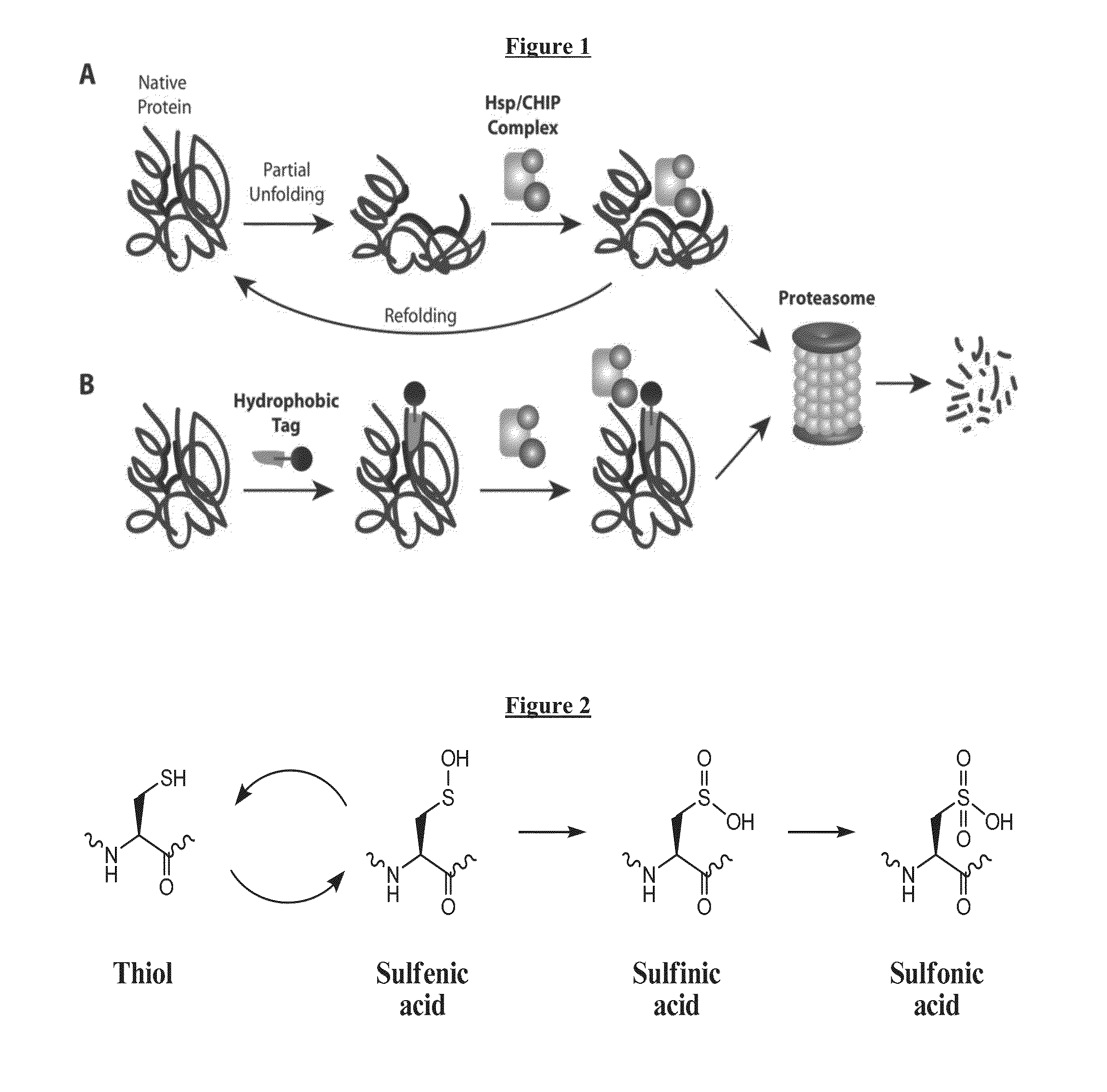 Compounds Useful for Promoting Protein Degradation and Methods Using Same