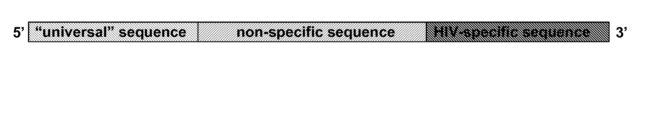 Novel Oligonucleotide Primers and Methods for DNA Replication