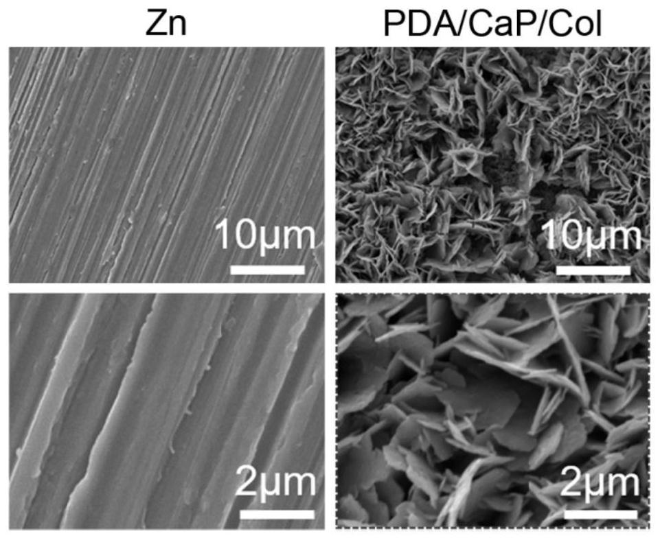 Method for preparing functional coating for promoting bone repair and regeneration on degradable metal surface