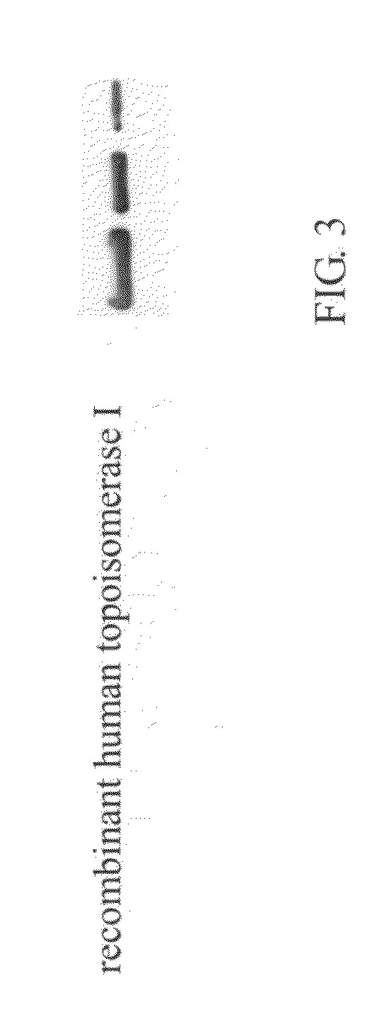 Sensor chip for screening topoisomerase inhibitor and screening method thereof