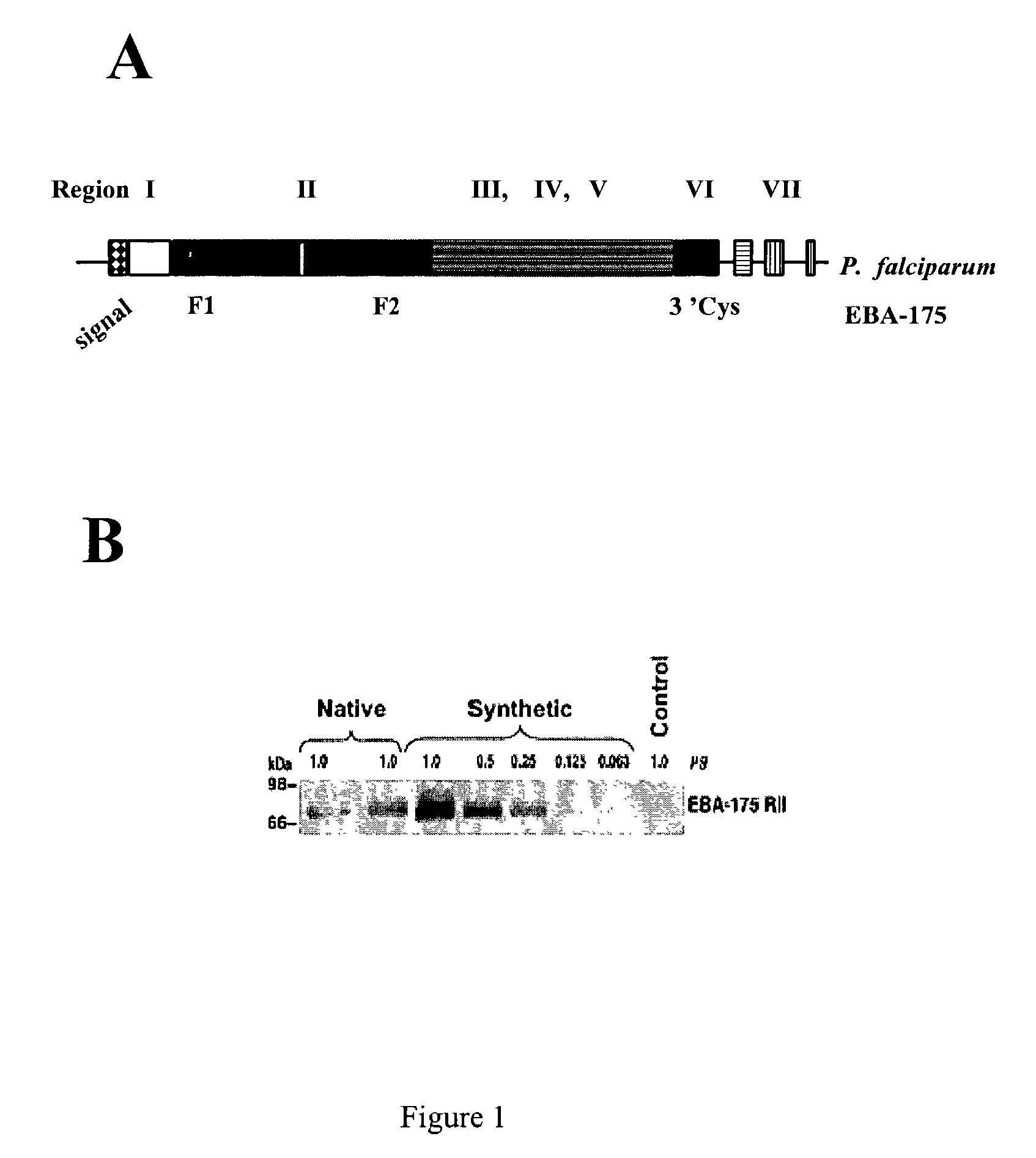 Synthetic genes for malarial proteins and methods of use