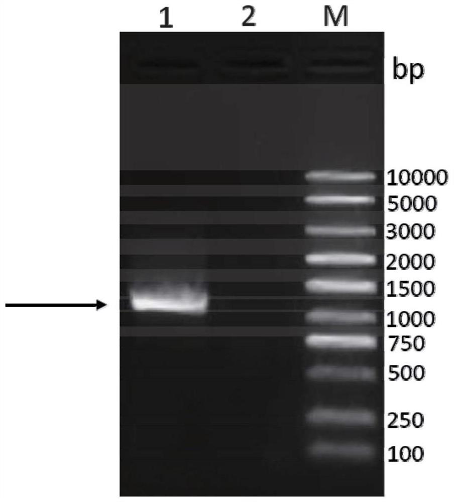 Genetic engineering subunit vaccine capable of resisting goat hydatidosis infection