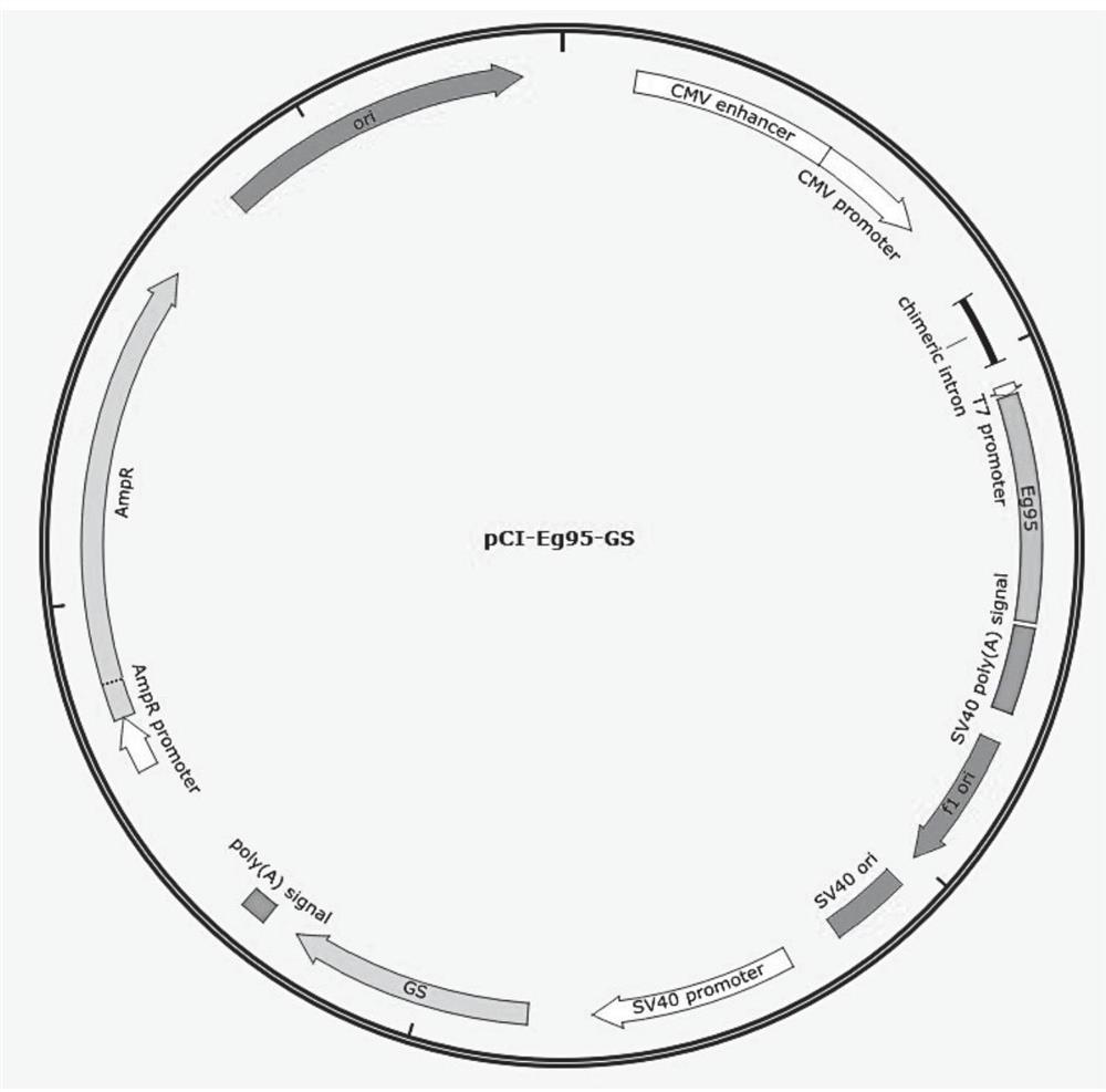 Genetic engineering subunit vaccine capable of resisting goat hydatidosis infection