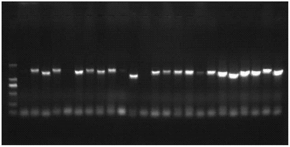 Method for PCR detection of pathogen of citrus greening disease