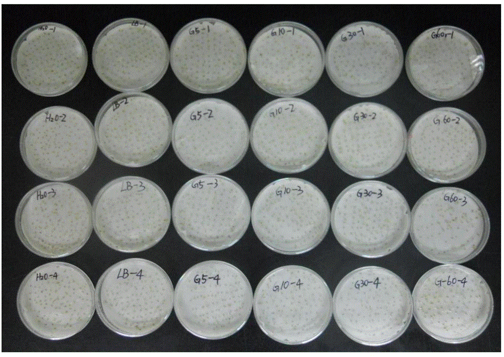 Method for improving germination rate of Puccinellia tenuiflora seed