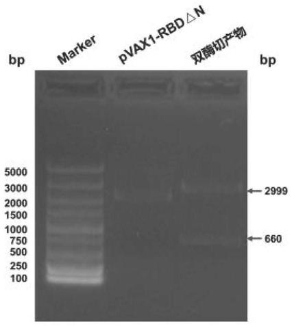 Corona Virus Disease 2019 (COVID-19) DNA vaccine and preparation method and application thereof