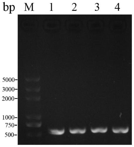 A gene regulating long-chain fatty acid transport in Candida tropicalis and its application