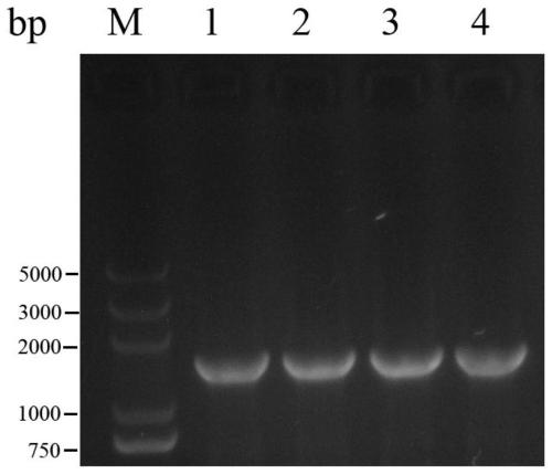 A gene regulating long-chain fatty acid transport in Candida tropicalis and its application