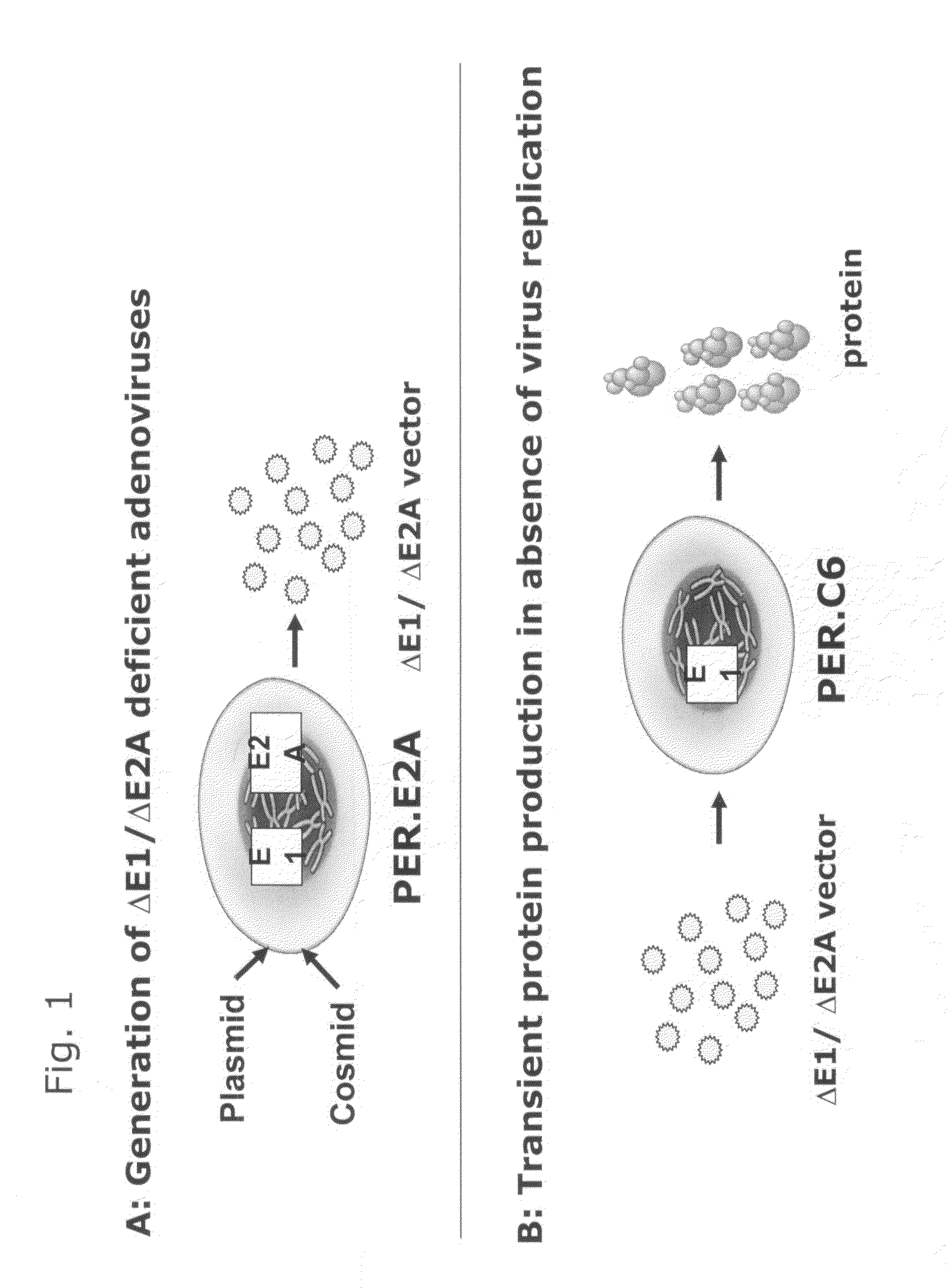 Transient protein expression methods