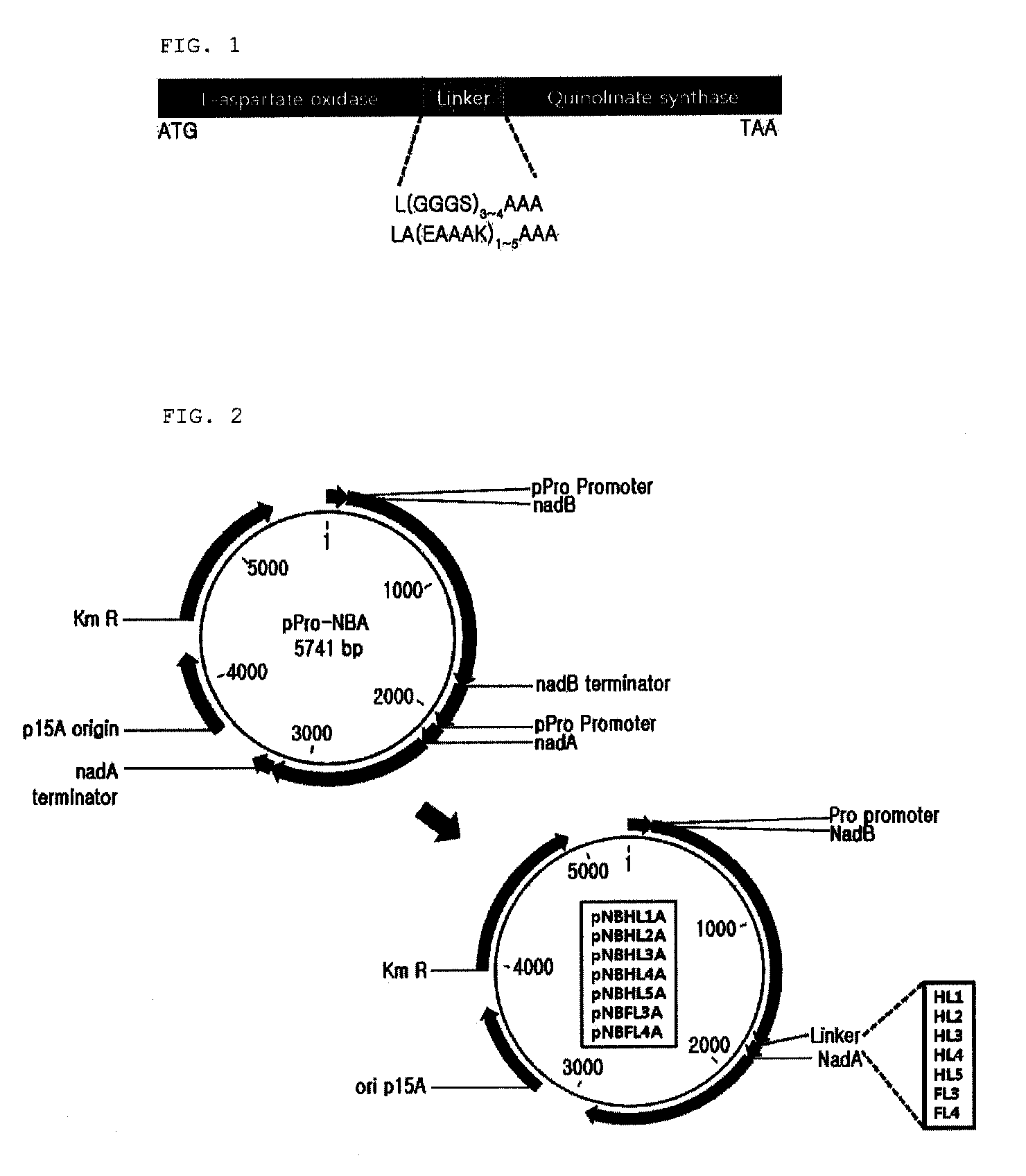 Recombinant microorganism producing quinolinic acid and a method for producing quinolinic acid using the same