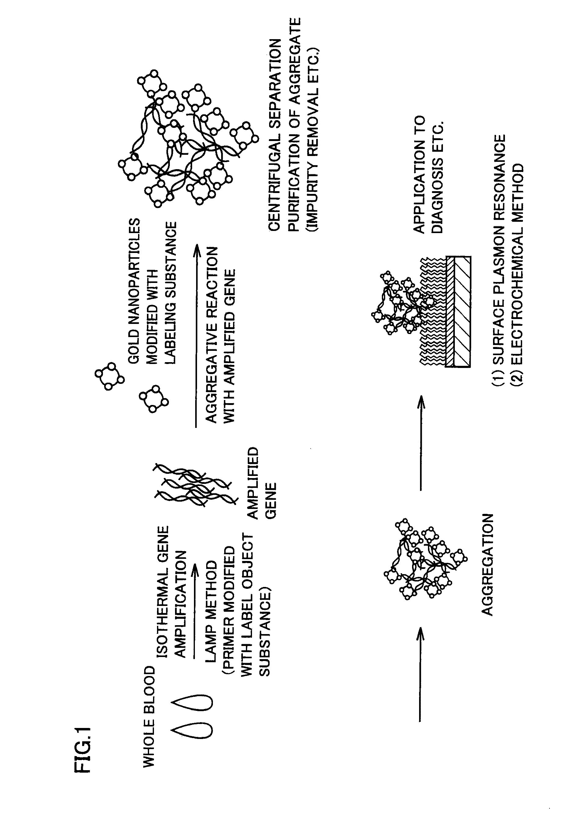 Separation purification method and microfluidic circuit