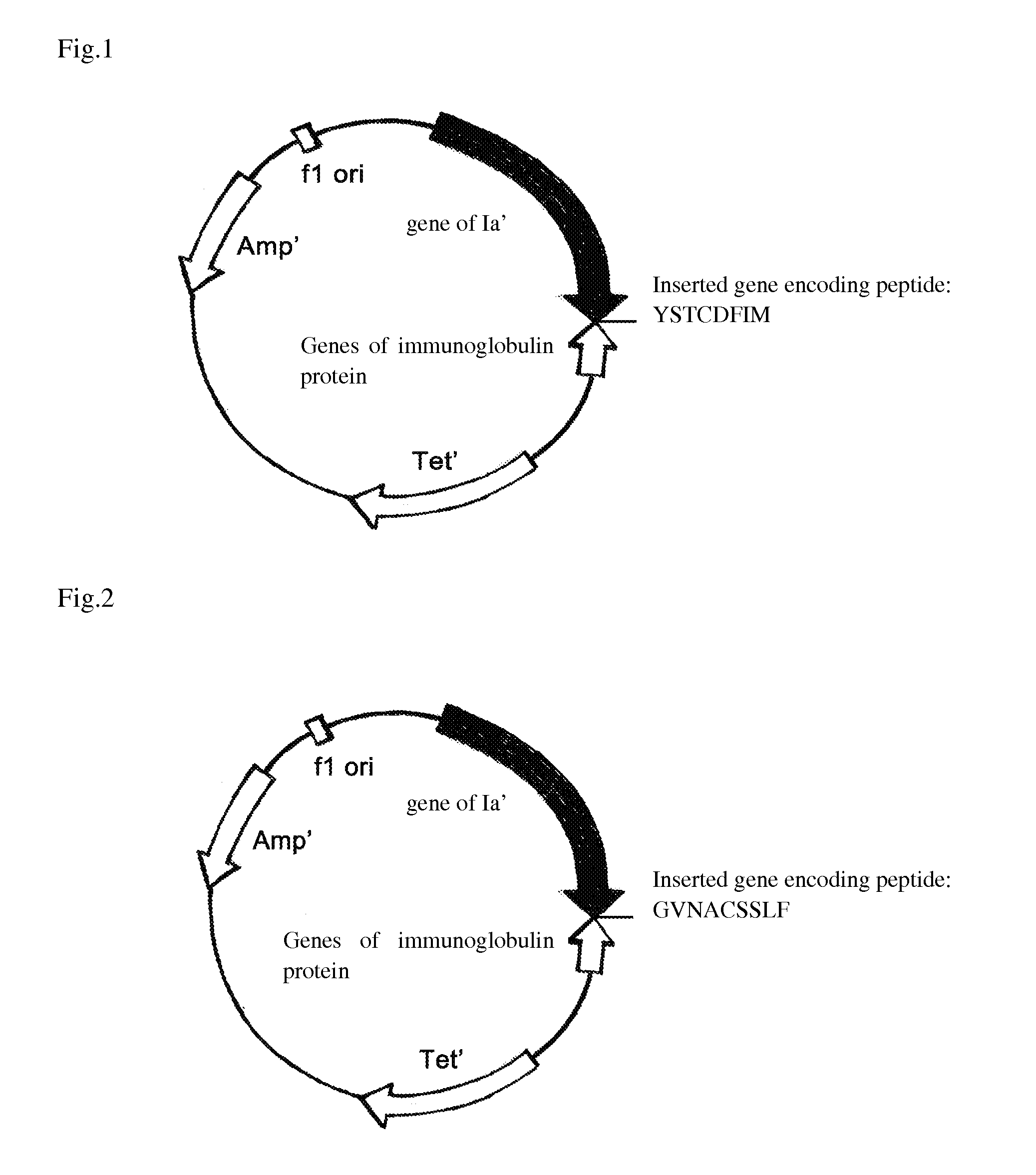 Antibiotic, its nucleotide sequence, methods of construction and uses thereof