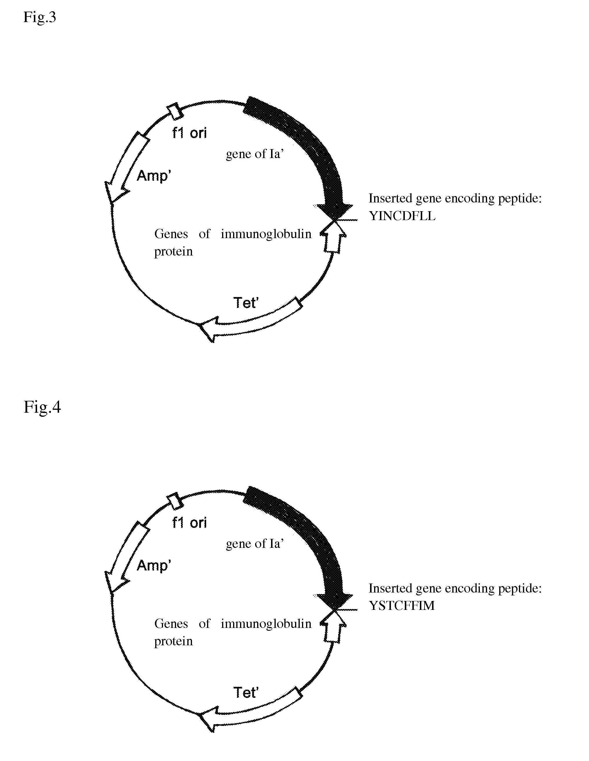 Antibiotic, its nucleotide sequence, methods of construction and uses thereof