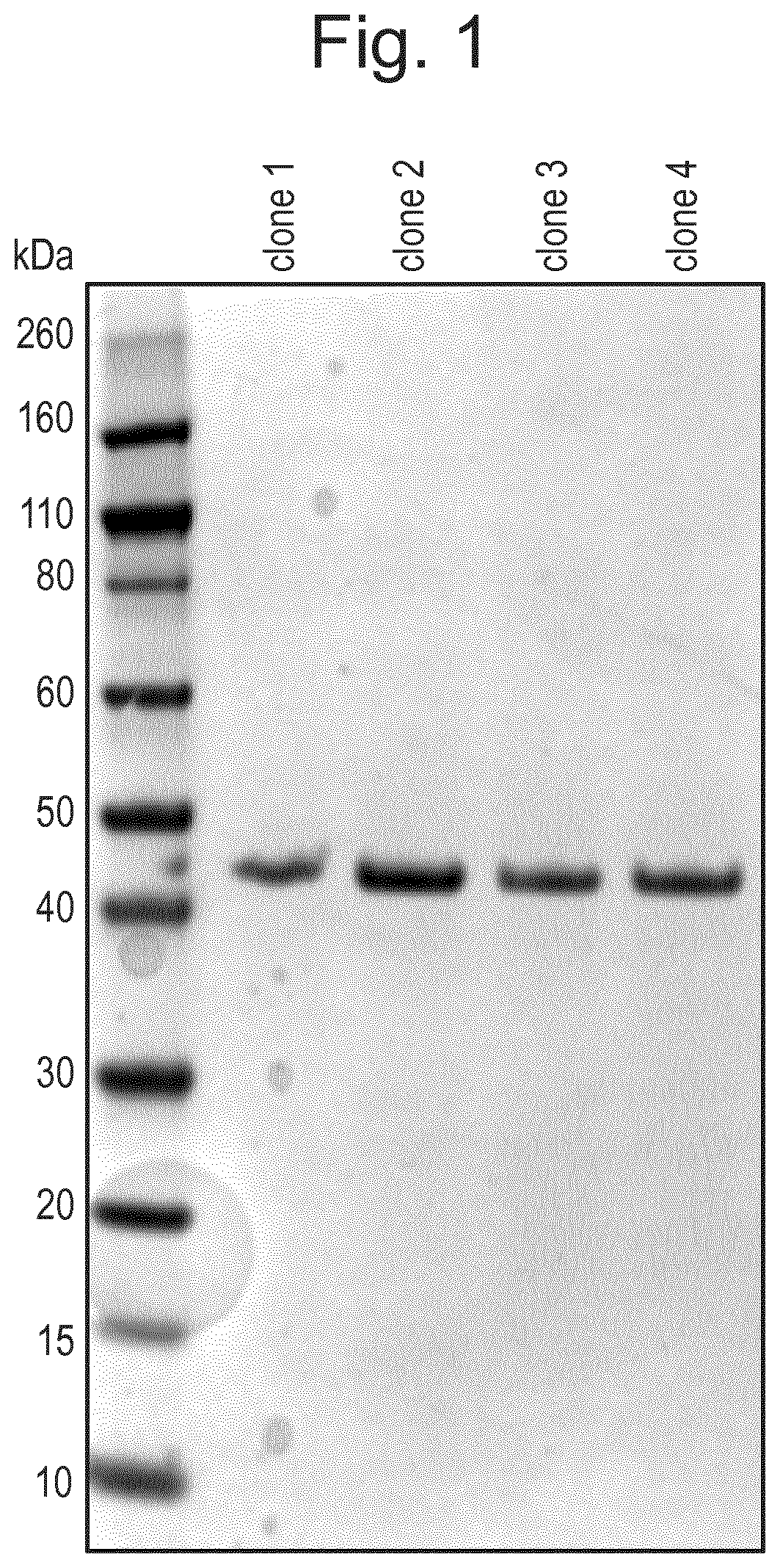 Protease and Binding Polypeptide for O-Glycoproteins