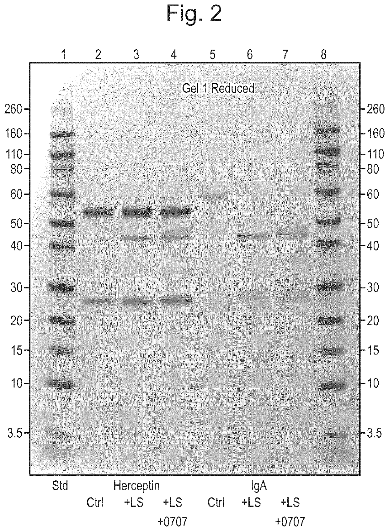 Protease and Binding Polypeptide for O-Glycoproteins