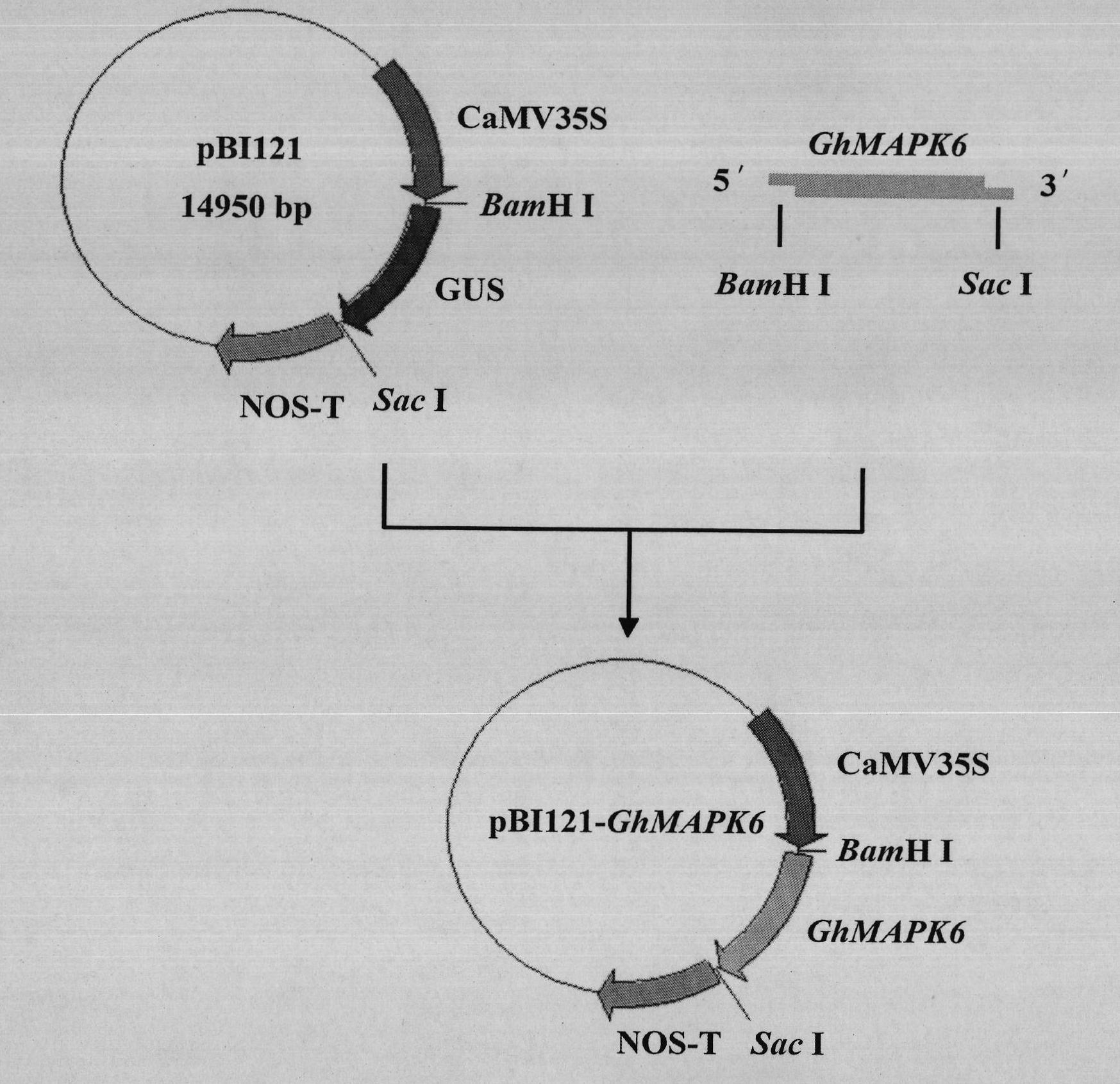 Gossypium hirsutum mitogen-activated protein kinas 6 (GhMAPK6) gene and application thereof