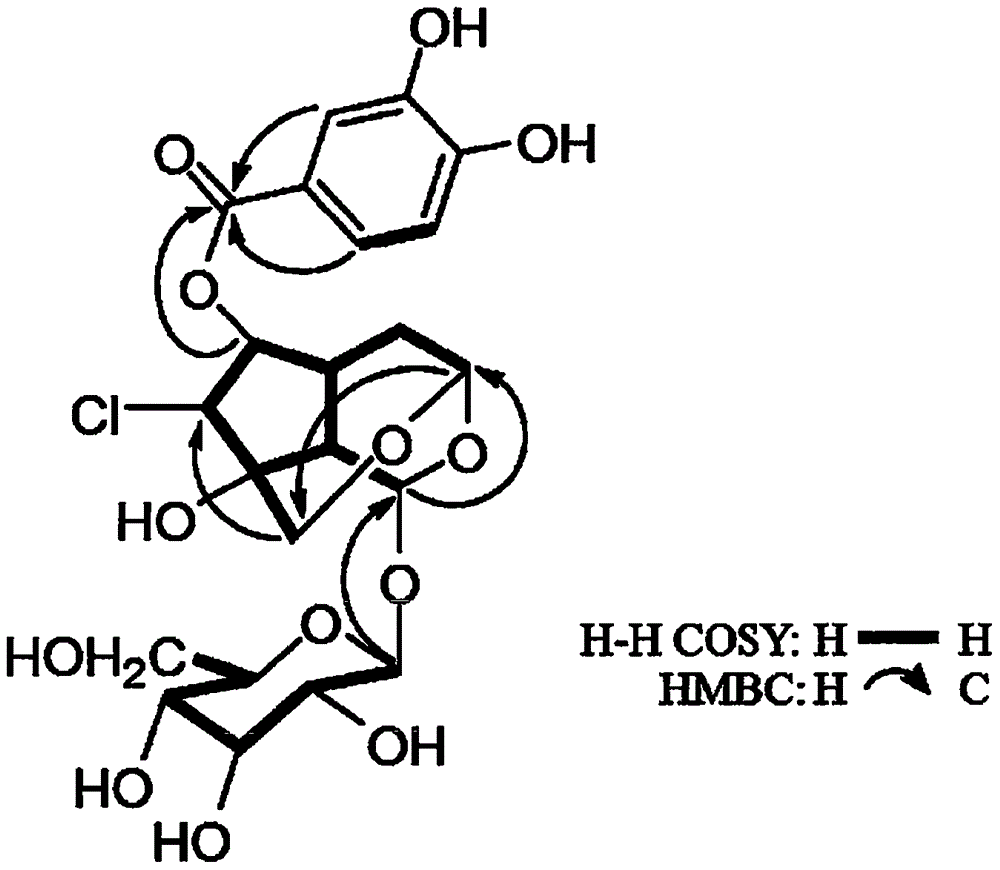 A novel compound isolated from pseudolysimachion rotundum var. subintegrum containing abundant amount of active ingredient, the composition comprising the same for preventing or treating allergy disease, inflammatory disease, asthma or chronic obstructive pulmonary disease and the use thereof