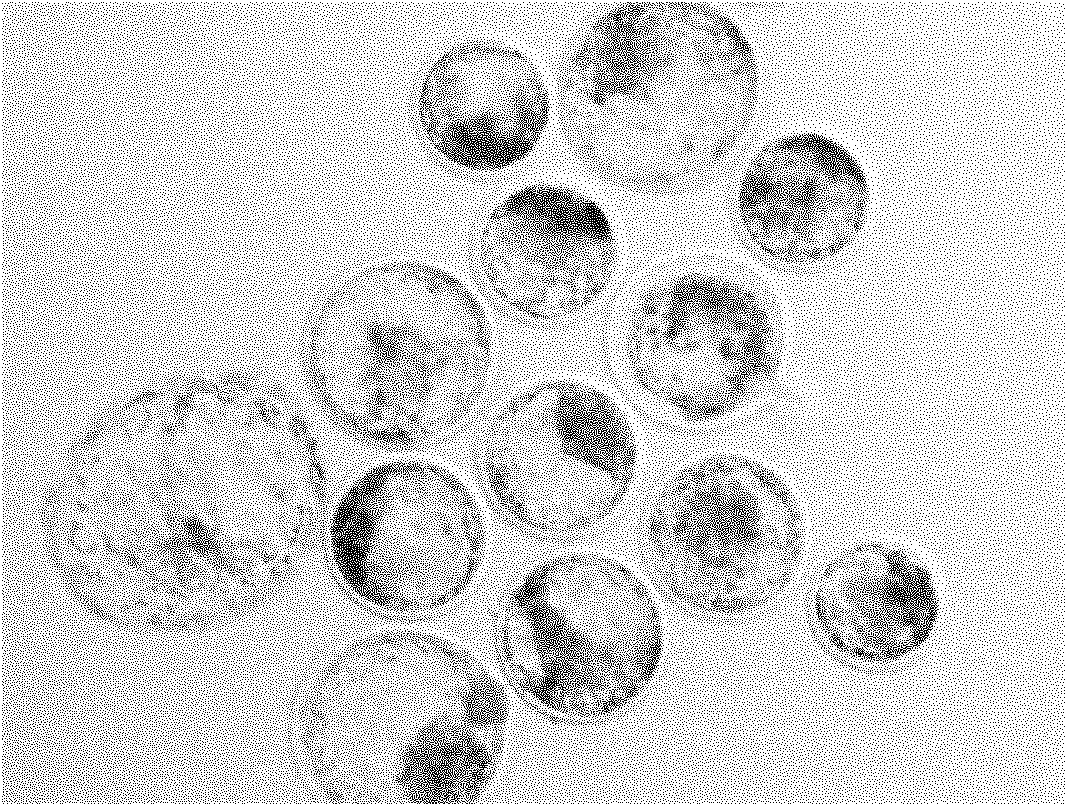 Method for producing in-vitro calf embryo