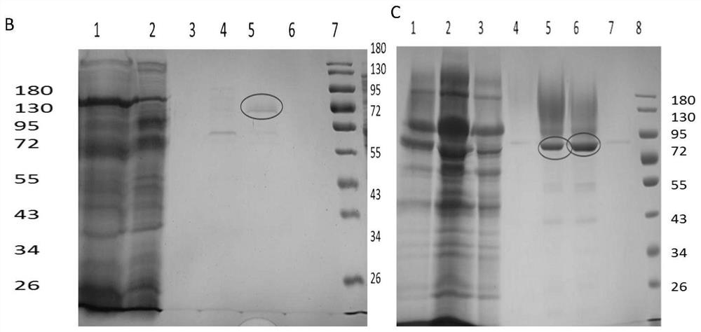 Hexosaminidase related to strawberry softening and its coding gene, preparation and application