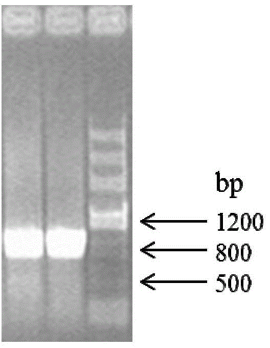 Quininone reductase and application thereof to asymmetric synthesis of (R)-3-quinuclidinol