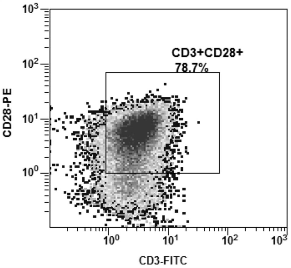 A tumor precision T cell containing an efficient killing mechanism and its use