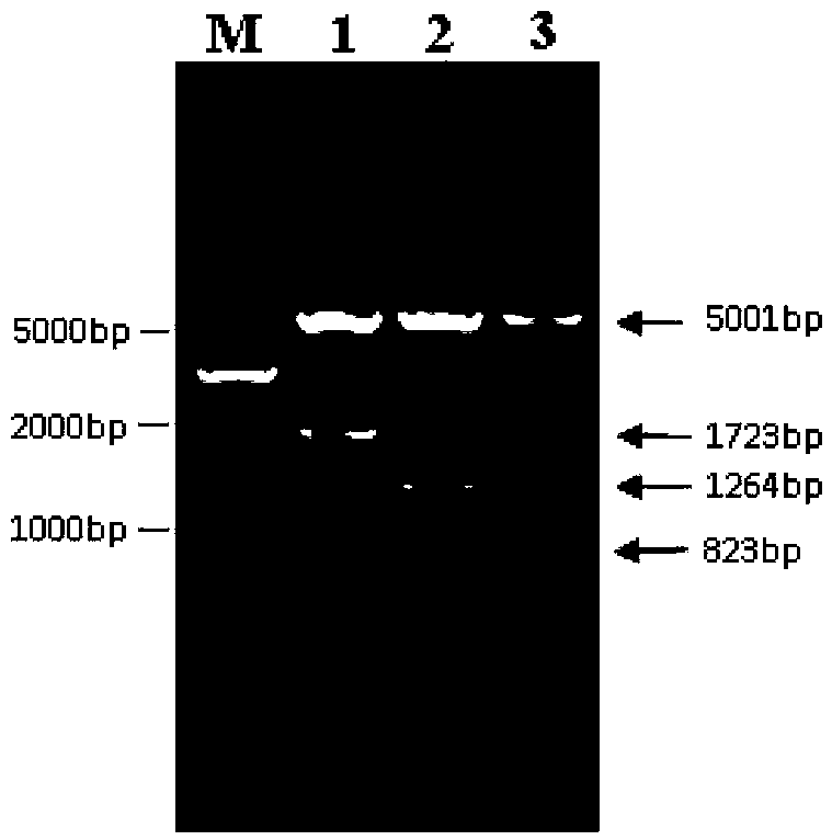 TuMV (Turnip Mosaic Virus) high-resistance RNA (Ribonucleic Acid) and an RNAi carrier for encoding RNA