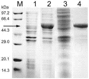 Recombinant escherichia coli for producing phospholipase D and application thereof
