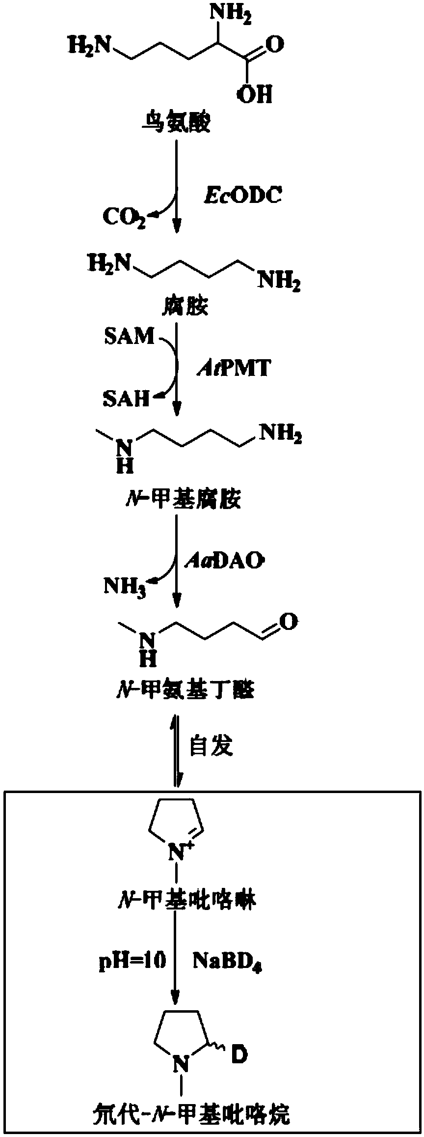 Method for preparing N-methyl pyrroline