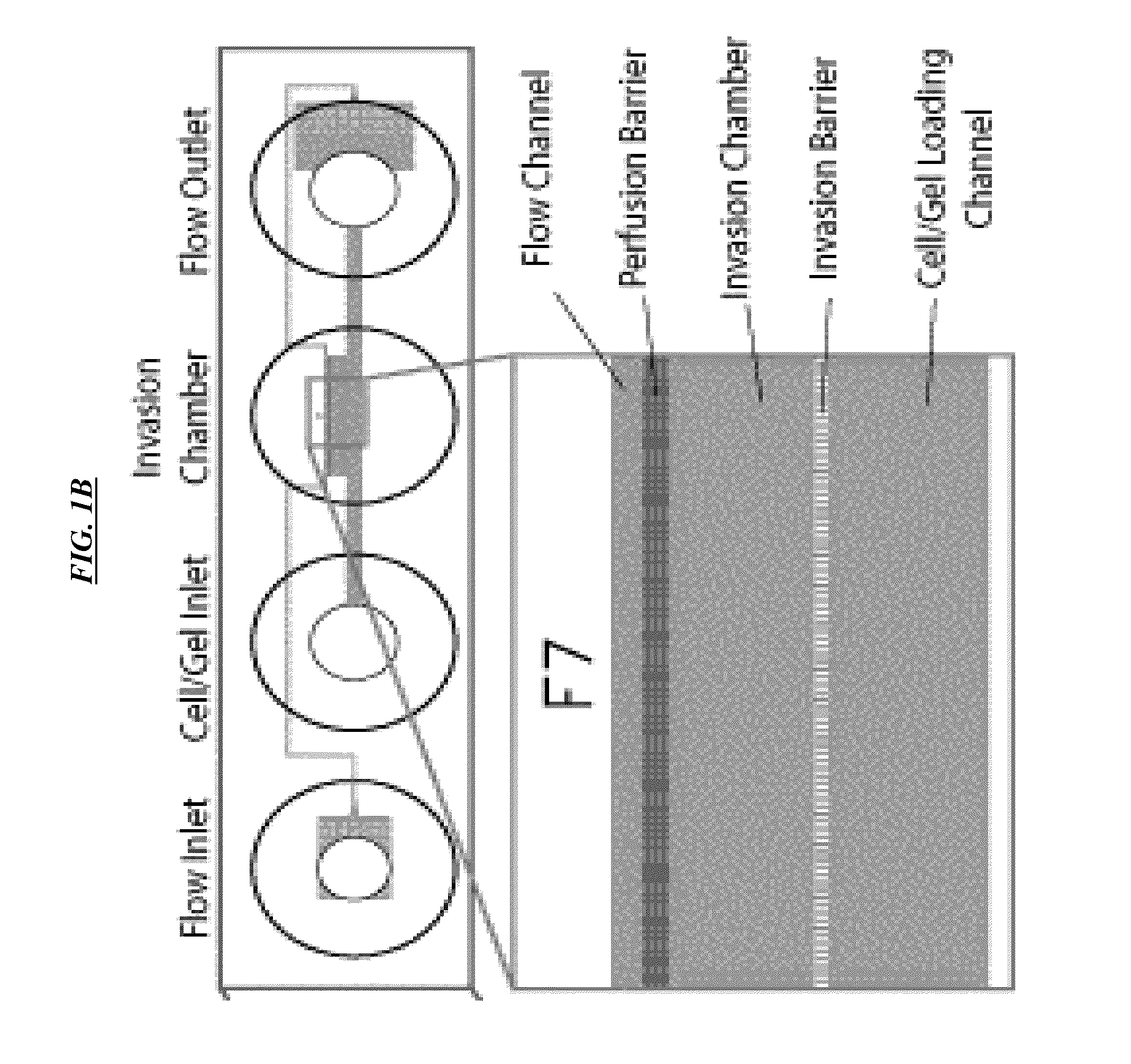 Cell culture and invasion assay method and system
