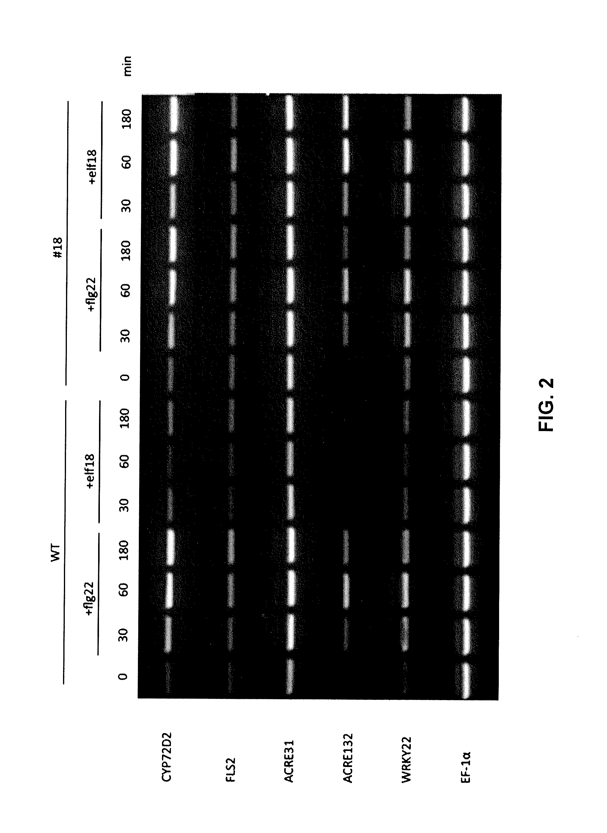 Methods of enhancing the resistance of plants to bacterial pathogens