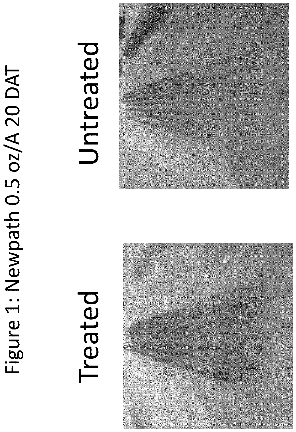 Method of improving tolerance of plants to herbicides using seed insecticide treatments