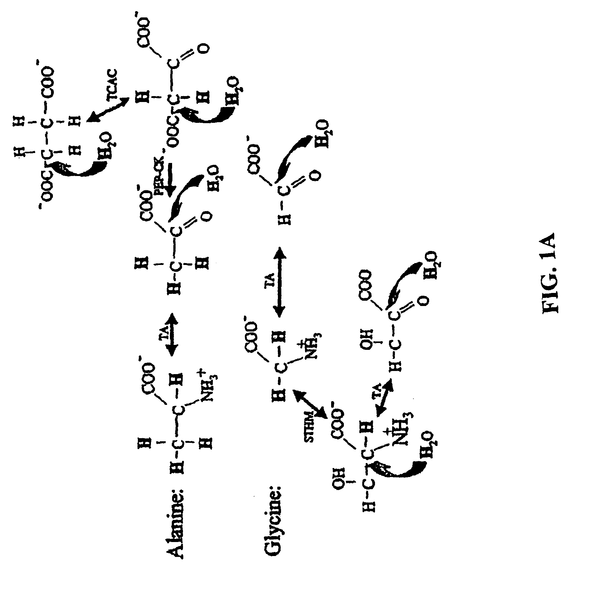 Compositions and methods of treatment using modulators of motoneuron diseases