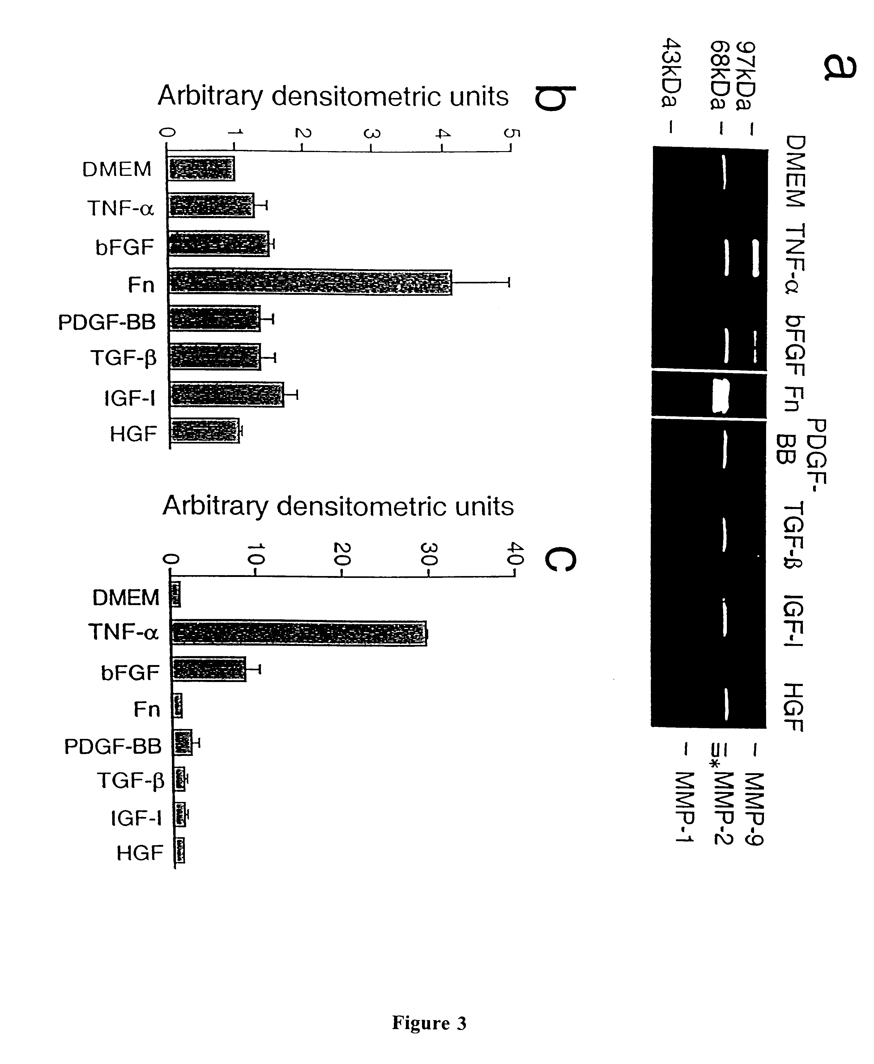 Method for enhancing myoblast migration and invasion in the context of gene therapy