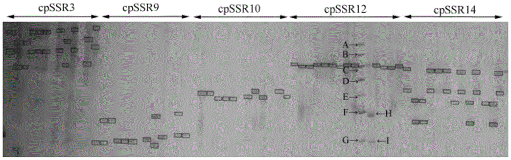 Cowpea Chloroplast Microsatellite Molecular Marker Polymorphism Primer, Screening Method, and Genetic Relationship Identification Method