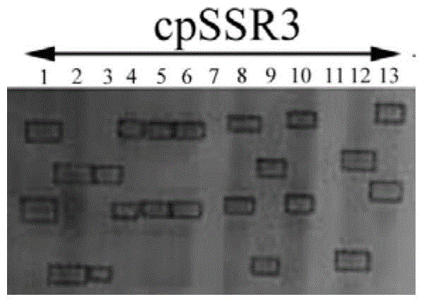 Cowpea Chloroplast Microsatellite Molecular Marker Polymorphism Primer, Screening Method, and Genetic Relationship Identification Method