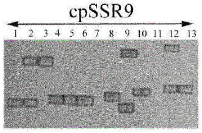 Cowpea Chloroplast Microsatellite Molecular Marker Polymorphism Primer, Screening Method, and Genetic Relationship Identification Method