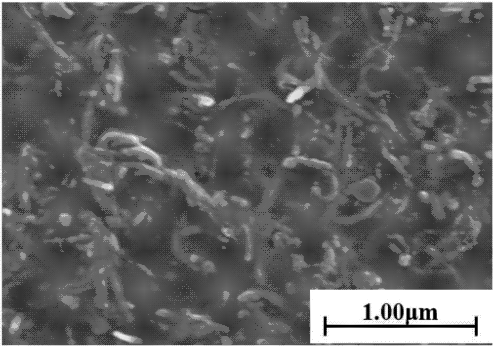 Carbon nano tube toughened SiBCN(O) metal-based ceramic coating and preparation method thereof