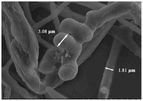 A new compound and its application in the preparation of bacterial inhibitor
