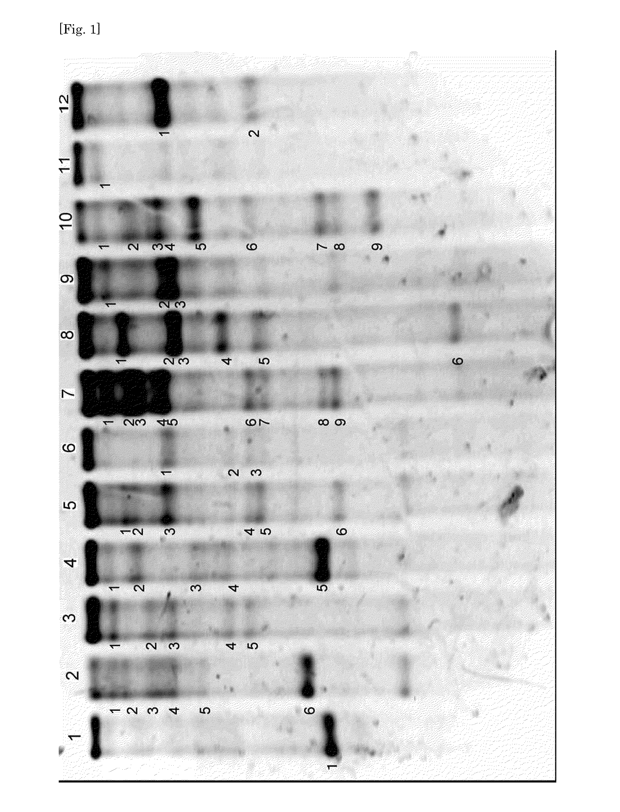 Method and bacterium for  promoting the growth of racomitrium canescens and seed plants