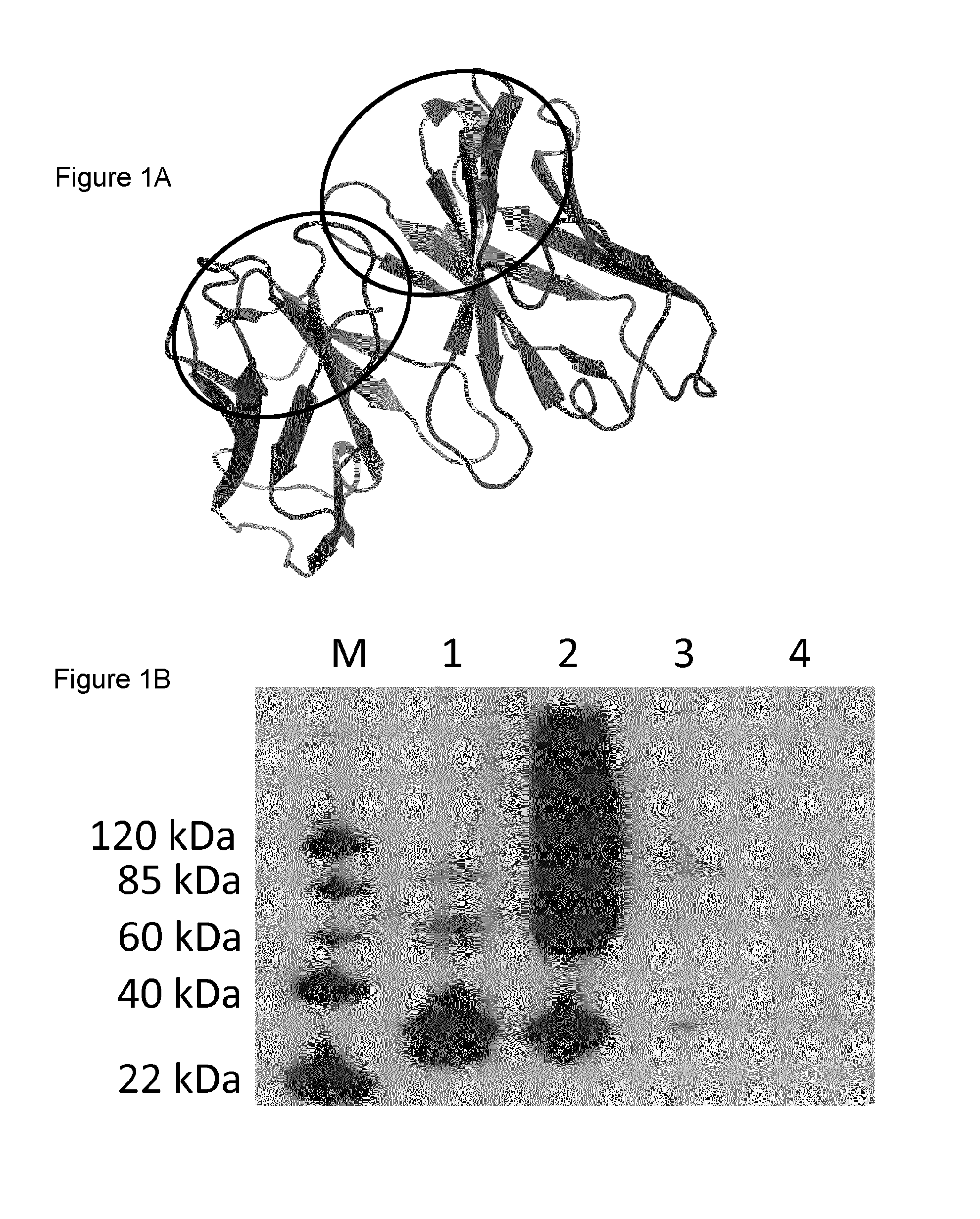 Dual targeting of tafi and pai-1