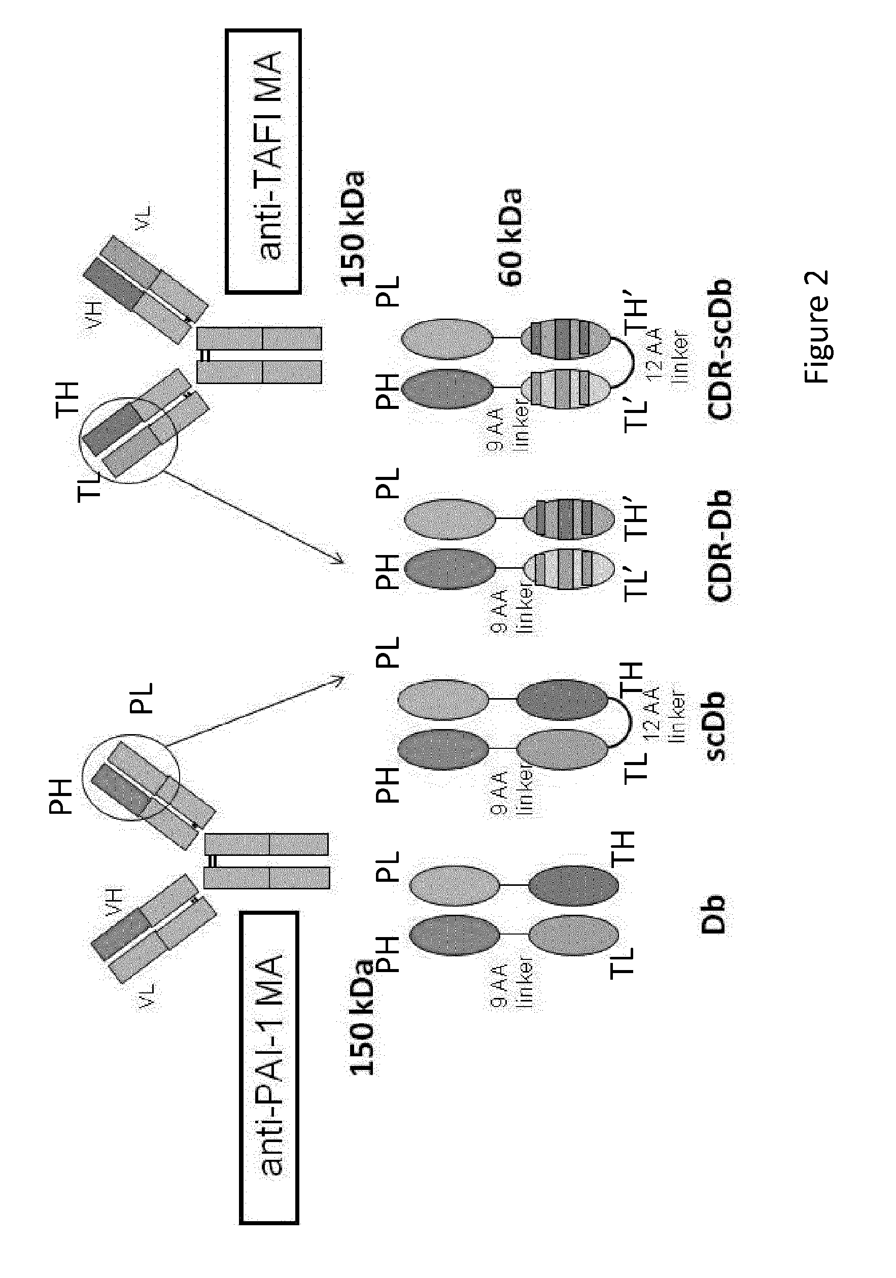 Dual targeting of tafi and pai-1